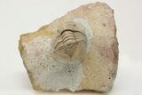 Niobella Lindstroemi Trilobite - Rare Species #200470-1